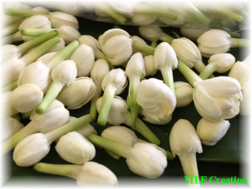 Pikake Flowers - Arabian Jasmine (500x375), Png Download
