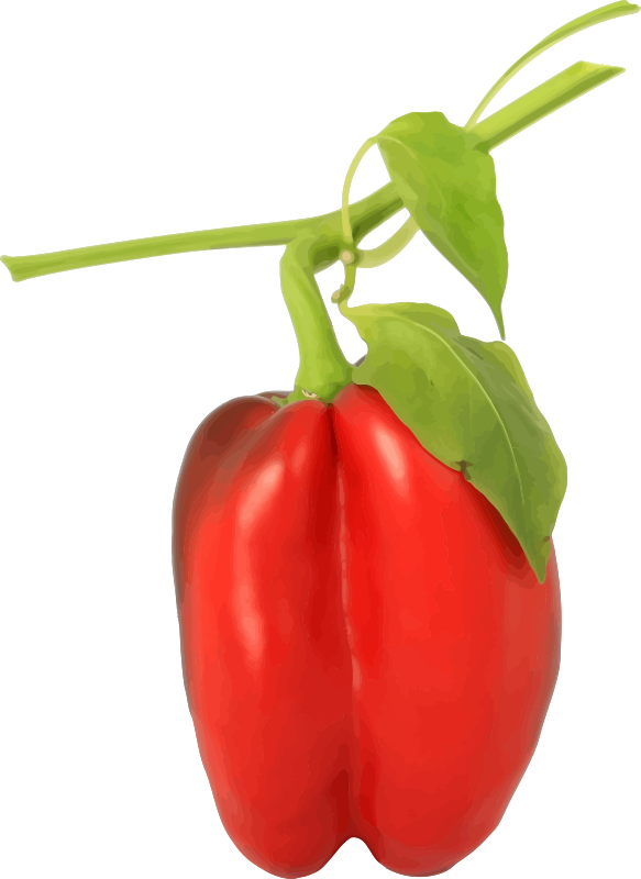 Medium Image - Bell Pepper Plant Png (583x800), Png Download