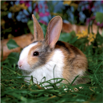 Cute Bunny - D-toys - 3 In 1 Jigsaw Puzzles (6-9-16 Pcs) - Pets (500x500), Png Download