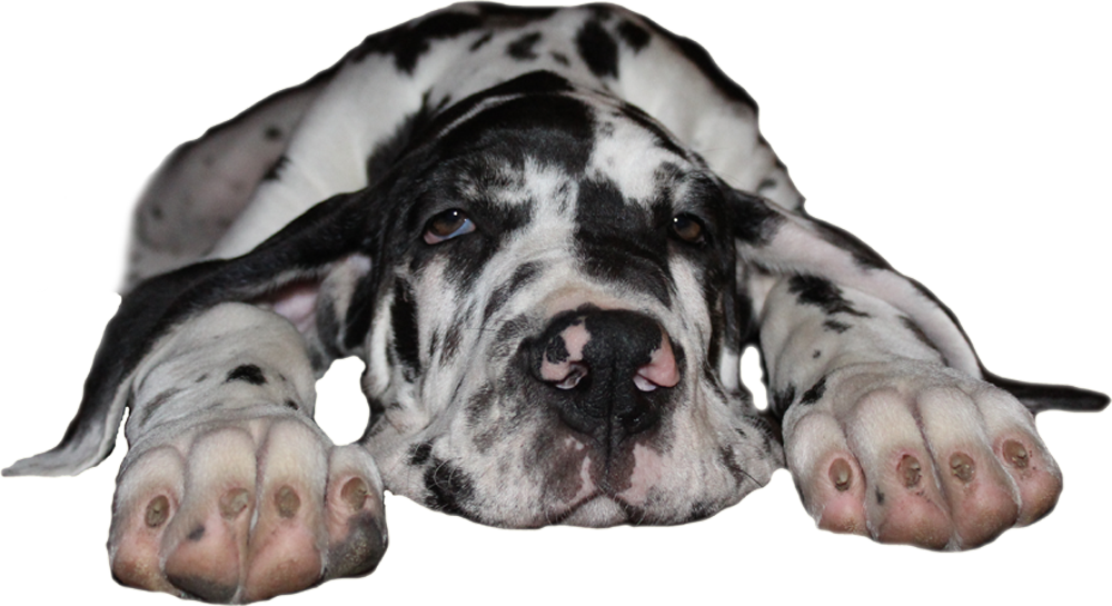 Great Dane Kennel - Great Dane (1000x545), Png Download