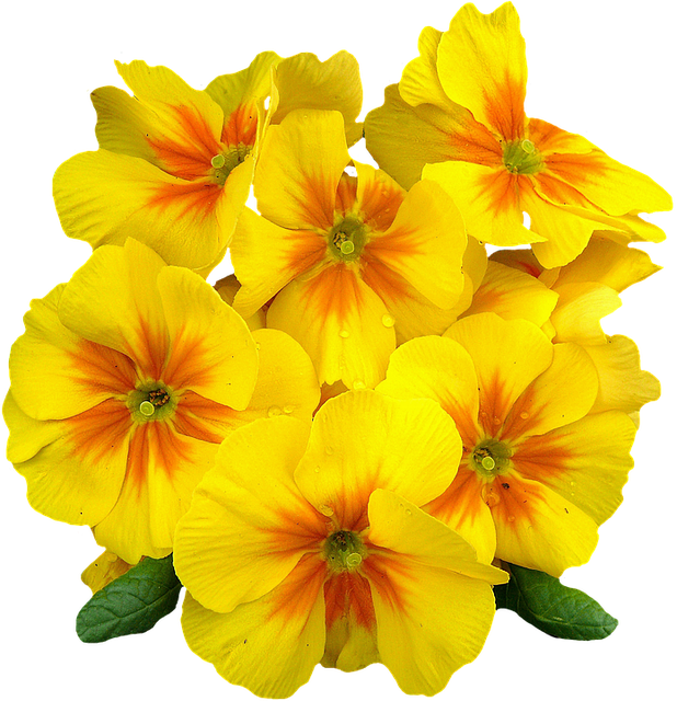 Primroses, Spring, Flowers, Plant, Primrose, Yellow - Beautiful Yellow Primroses Growing In A Spring Garden (618x640), Png Download