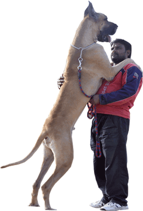 Welcome To Danes India - Indian Great Dane Dog (309x425), Png Download