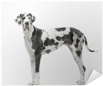 Great Dane Dog Bathtub (400x400), Png Download