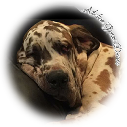 Giovanni Delle Fioravanti Stone Ridge Danes - Adelina's (414x414), Png Download