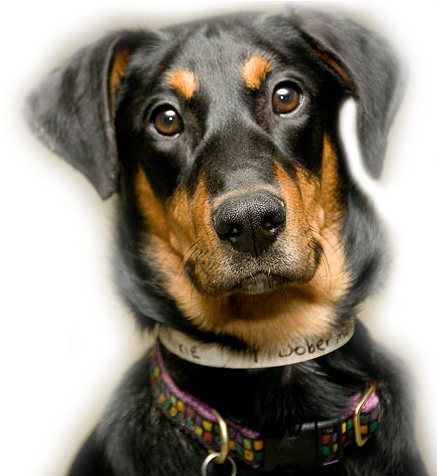 Check Out Great Dane Friends Of Ruff Love - Llc Dog (436x525), Png Download