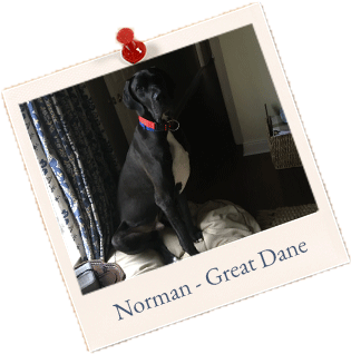 Norman Great-dane - Norman (400x400), Png Download