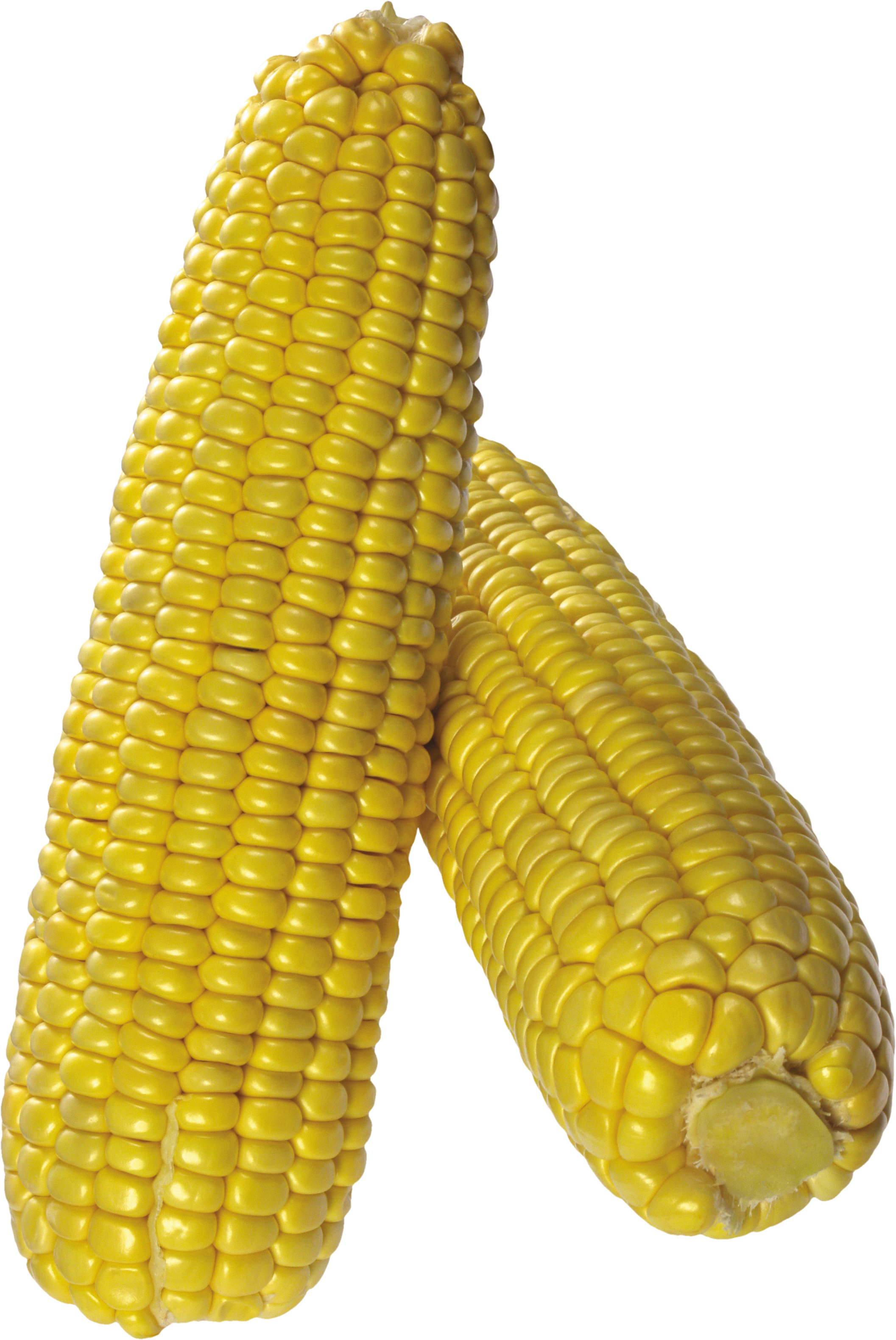 Corn Png Image - Corn With Transparent Background (2113x3159), Png Download