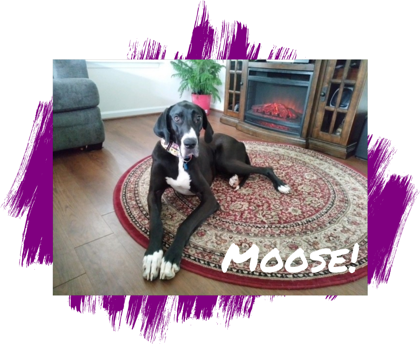 Photo Credit - M - Companion Dog (1600x1600), Png Download