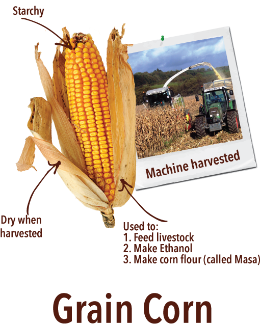 Graincorn - Off The Cob Sweet Corn Tortilla Chips Sea Salt 4 Oz (648x648), Png Download