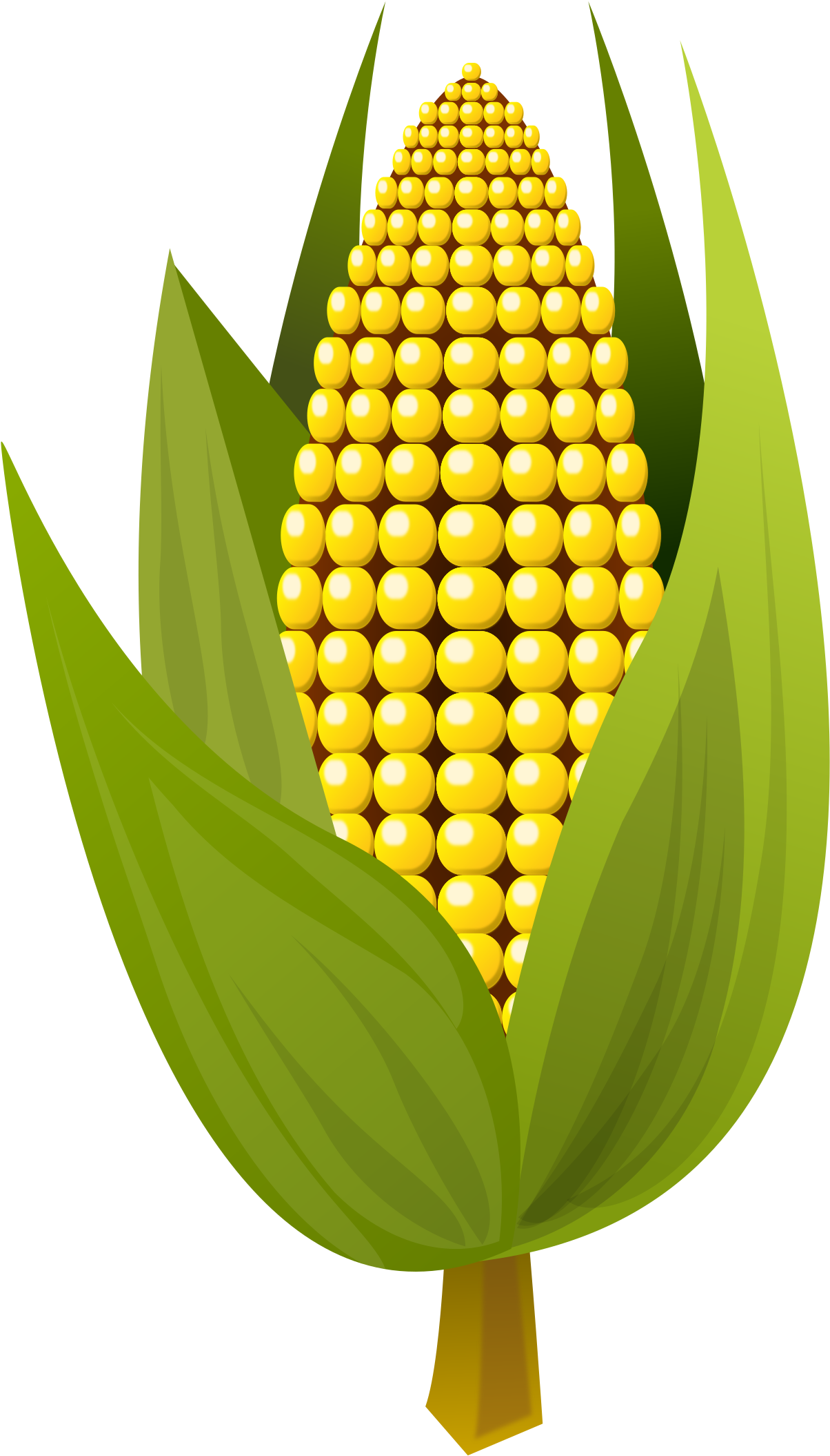 Corn Vector Clipart Image - Maize (1697x2400), Png Download