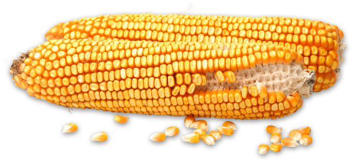 The Indiana Corn Marketing Council Works To Enhance - Maize (800x445), Png Download
