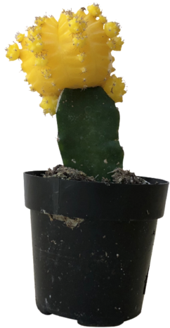 Gymnocalycium Mihanovichii (600x599), Png Download