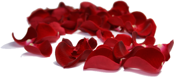 Rose Petals Png Clipart - Rose Petals Clip Art (600x295), Png Download