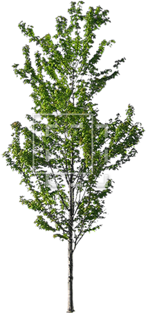 Skinny Tree - Valley Gardens Brighton (450x450), Png Download