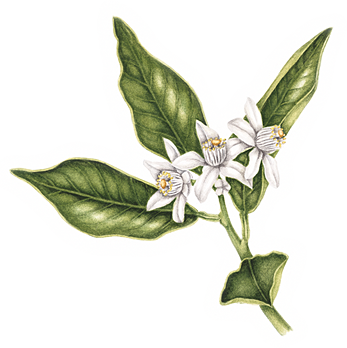 Orange Flower Png Orange Blossom Illustration Images - Orange Blossom Botanical Illustration (347x348), Png Download