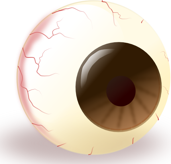 Ecuabron Brown Eye Clip - Bulbo Oculare Png (600x574), Png Download