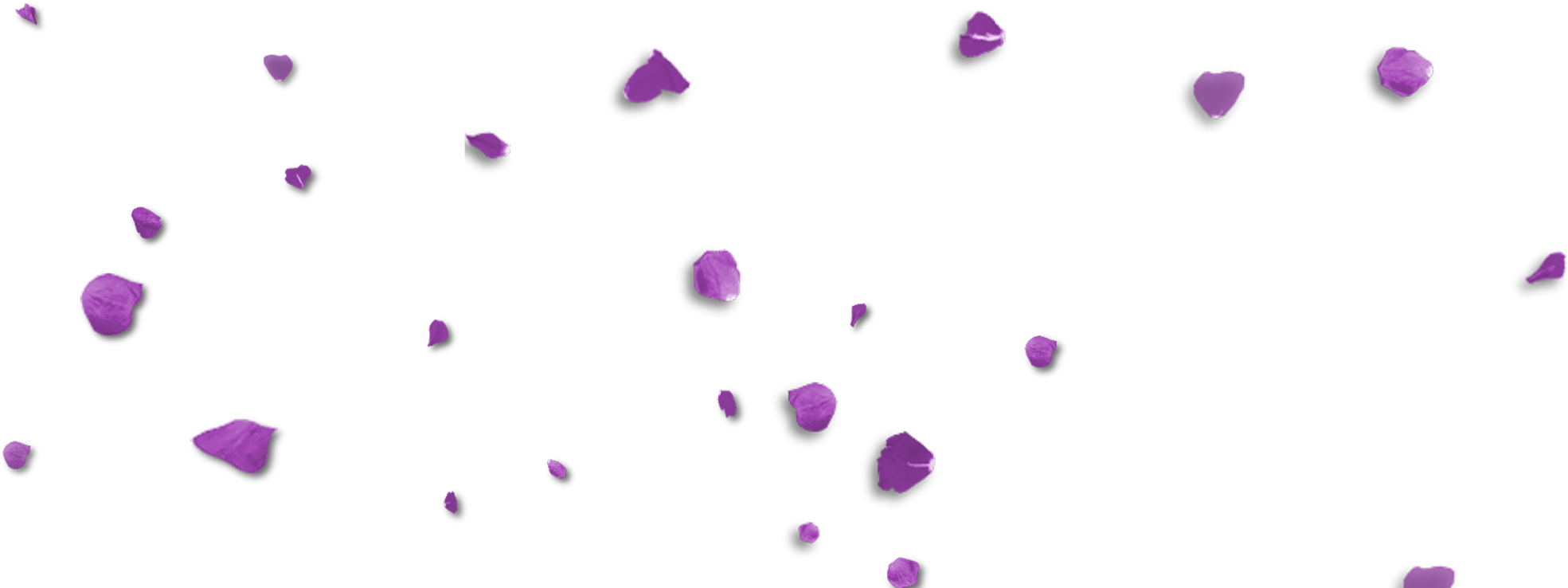Lavender Petals Png - Violet Petals Png (2048x758), Png Download