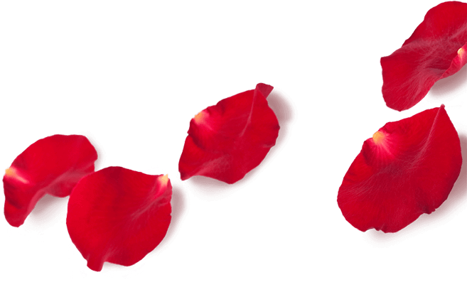 Single Rose Petal Png - Rose Petalspng (657x397), Png Download