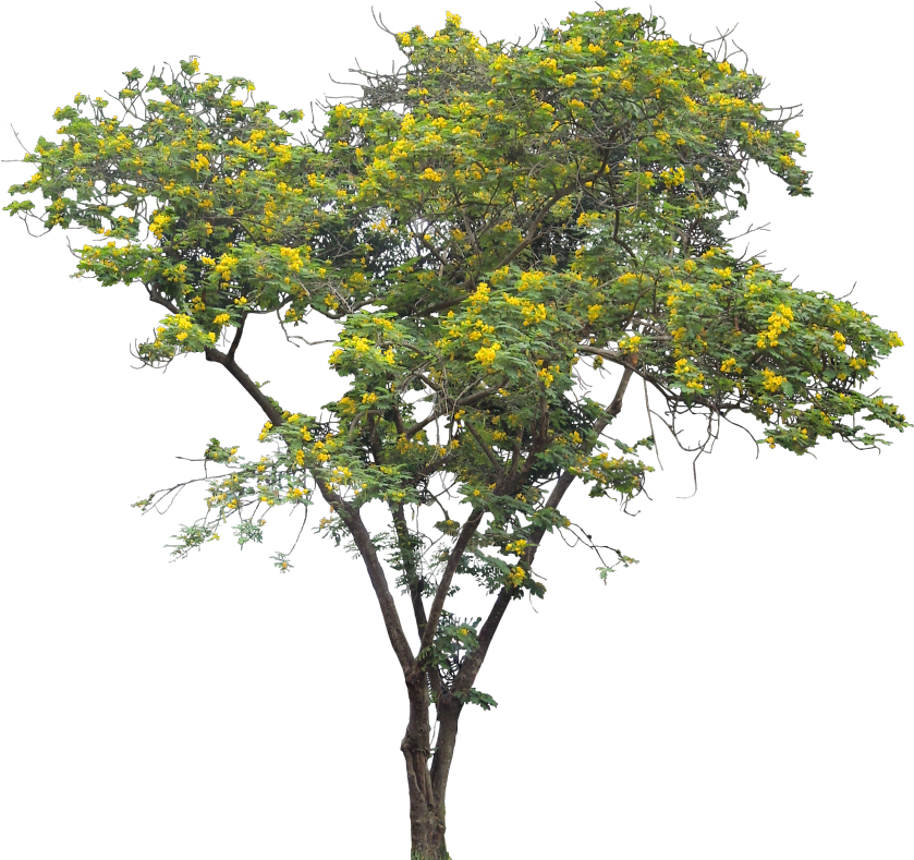Cassia Siamea - Oak (842x800), Png Download