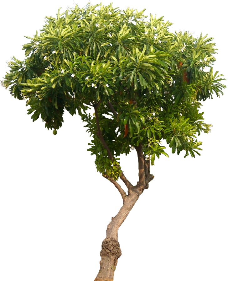 Tropical Plant Pictures Cerbera - Mango Tree No Background (737x900), Png Download