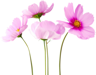 Cosmea Flower Png Image Hd - Flower Png Images Hd (400x307), Png Download
