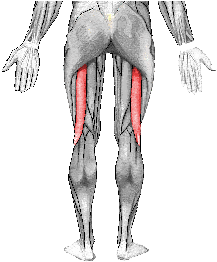 Gluteus Maximus (510x530), Png Download