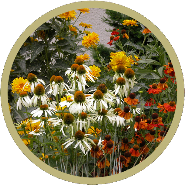 Generic Cialis Pharmacy Review - Camomile (618x613), Png Download