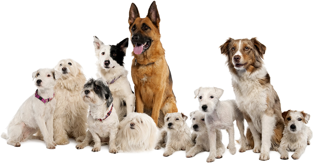 We Help You Become The Companion Your Dog Needs You - German Shepherd, Border Collie, Parson Russell Terrier, (1200x563), Png Download