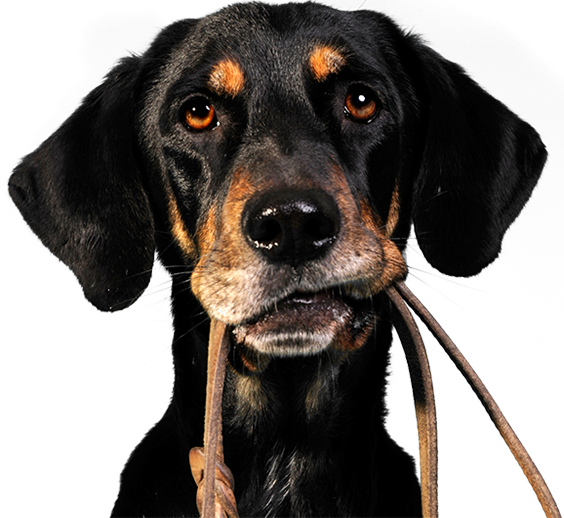 Precious Pets Is A Professional Dog Walking & Pet Sitting - Take Your Dog For A Walk (564x518), Png Download