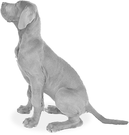 Dog Sitting - Grey Dog (452x460), Png Download