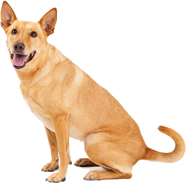 Dingo Sitting Png Image - Carolina Dogs (838x670), Png Download