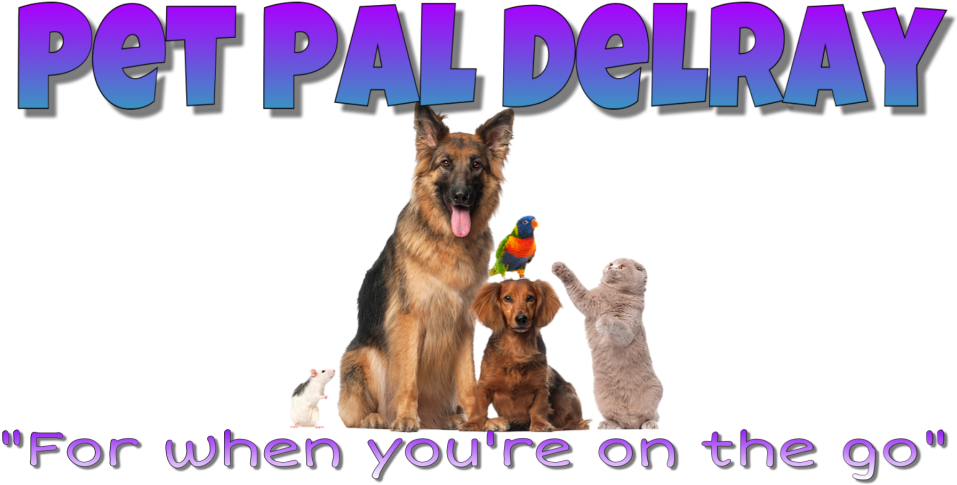 Pet Pal Your Delray Beach Pet Sitting Service - Viscomascota Cepillo Aspirador Pelos De Mascota (1024x576), Png Download