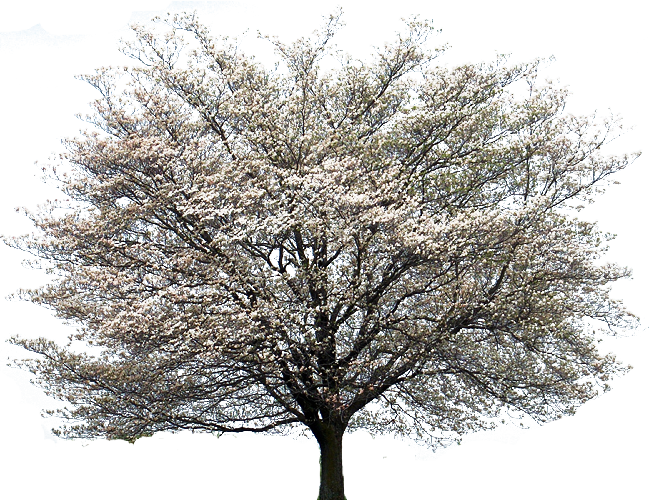Flowering Dogwood Kousa Dogwood Tree Cornus Alternifolia - Dogwood Tree Transparent Background (649x500), Png Download