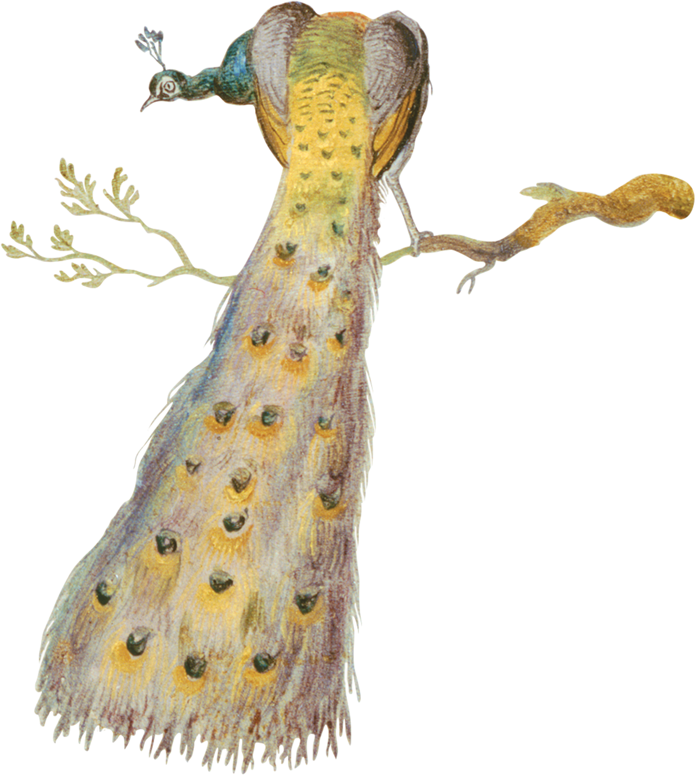 Painted Peacock - Jan Van Kessel The Elder (2048x2048), Png Download