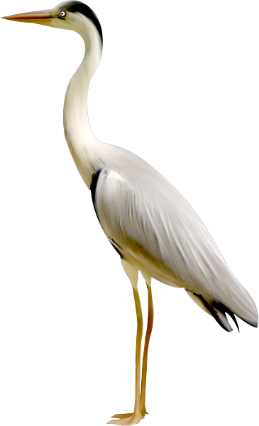 Transparent Birds Crane - Transparent Crane Bird Png (365x600), Png Download