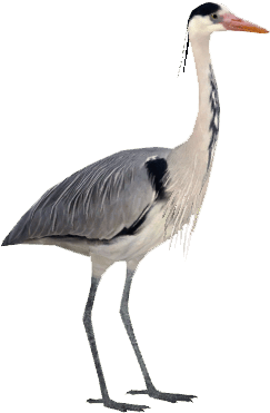Grey Heron - Herons Png (450x450), Png Download