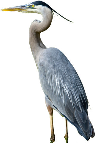 Blue Heron Png - Great Blue Heron Clipart (400x488), Png Download