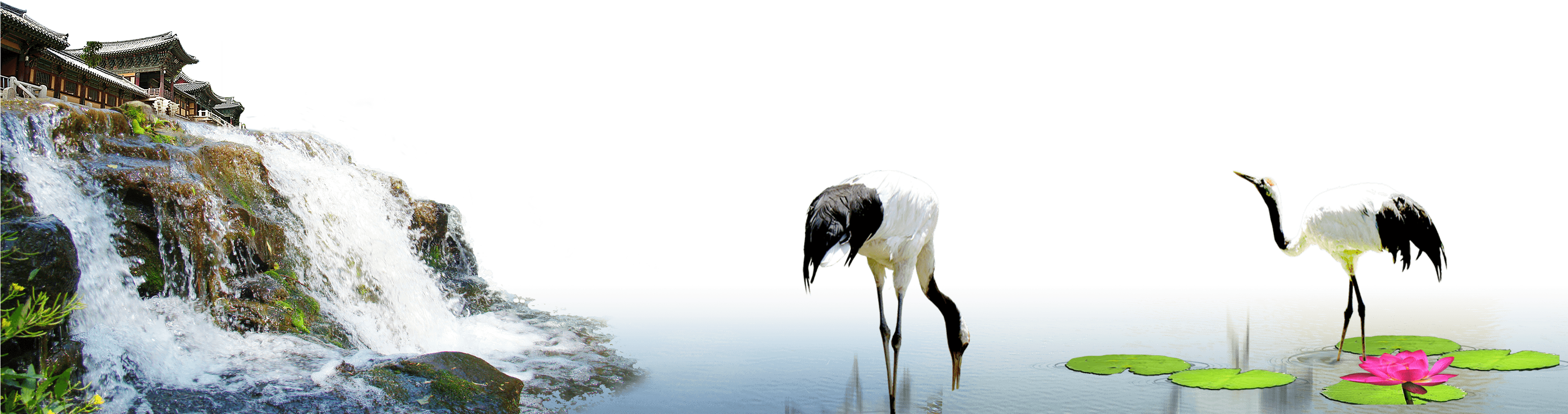 Red Crowned Crane Wallpapers, Animal, Hq Red Crowned - Crane (3500x1400), Png Download