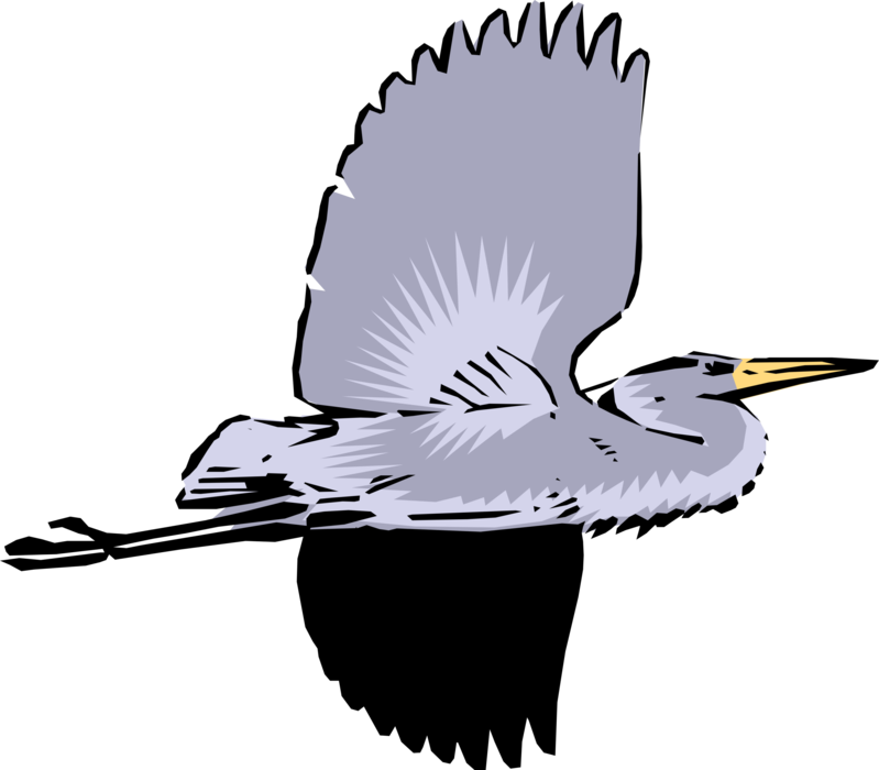 Vector Illustration Of Great Blue Heron Crane Bird - Heron (799x700), Png Download