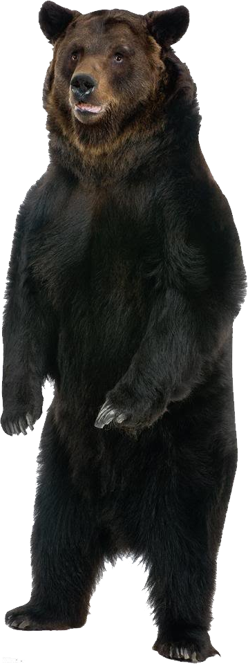 Bear Png - Growl With The Animals! (359x960), Png Download