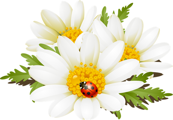 Summer Flowers Clip Art - Summer Flower Clip Art (577x400), Png Download