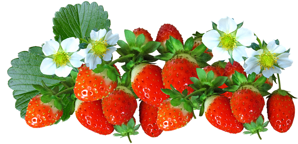 Strawberries, Fruit, Food, Flowers, Summer, Natural - Flores E Frutas Png (960x478), Png Download