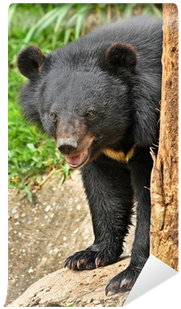 Asiatisk Svartbjörn (400x400), Png Download