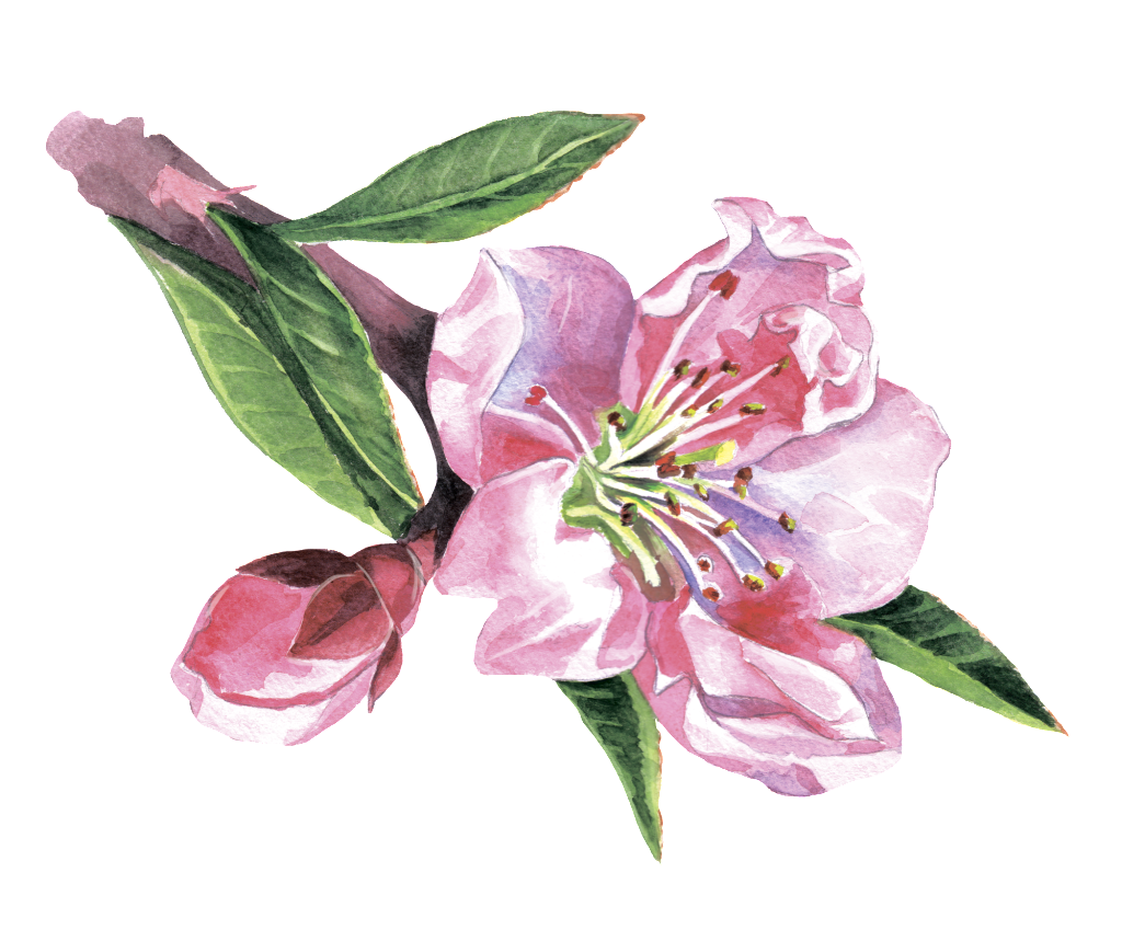 Euclidean Vector (1024x859), Png Download