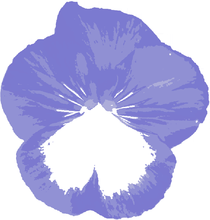 Mb Image/png - Petunia (800x777), Png Download