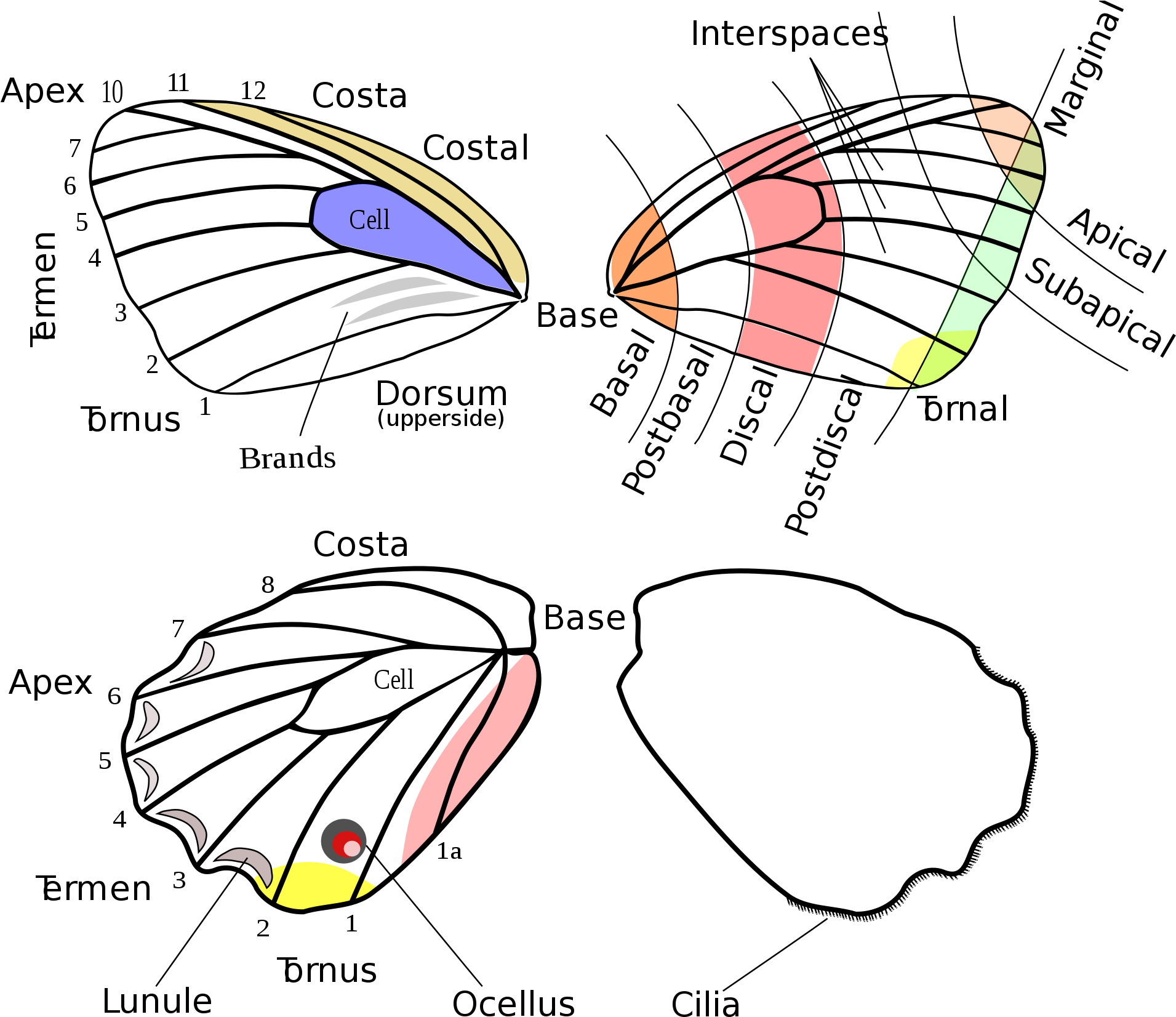 Open - Lepidoptera Wings (2000x1750), Png Download