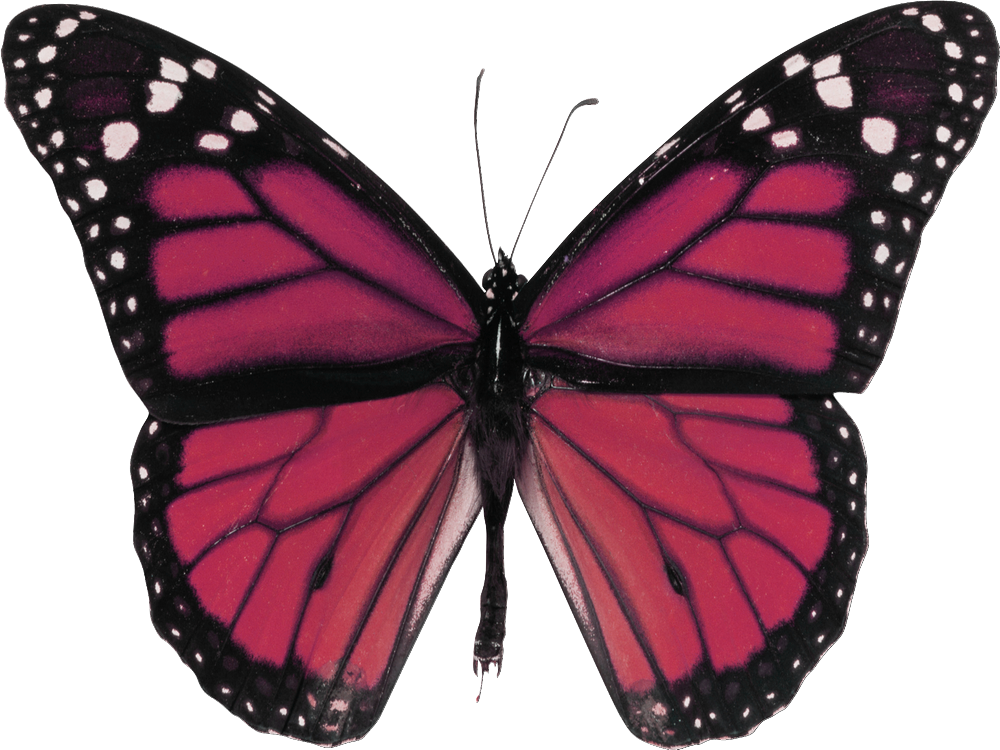 Read It - Red Butterfly (1000x750), Png Download