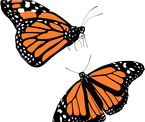 Jpg Library Download Latest Cliparts Page Dumielauxepices - Transparent Background Monarch Butterfly Clipart (640x480), Png Download