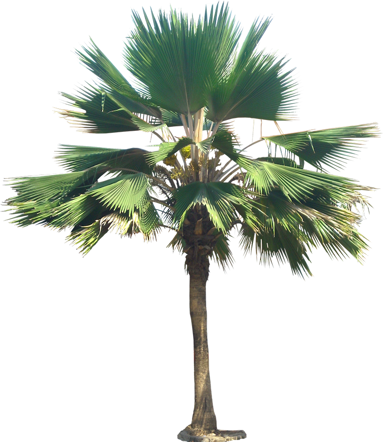 Palm Tree Png, Palm Trees, Plant Images, Plant Pictures, - Pritchardia Pacifica Png (792x918), Png Download