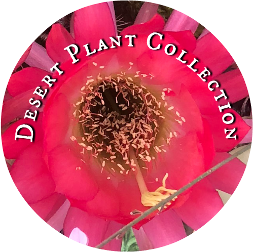 Desert Plant Collection - Desert Plant Collection, Nursery (519x528), Png Download